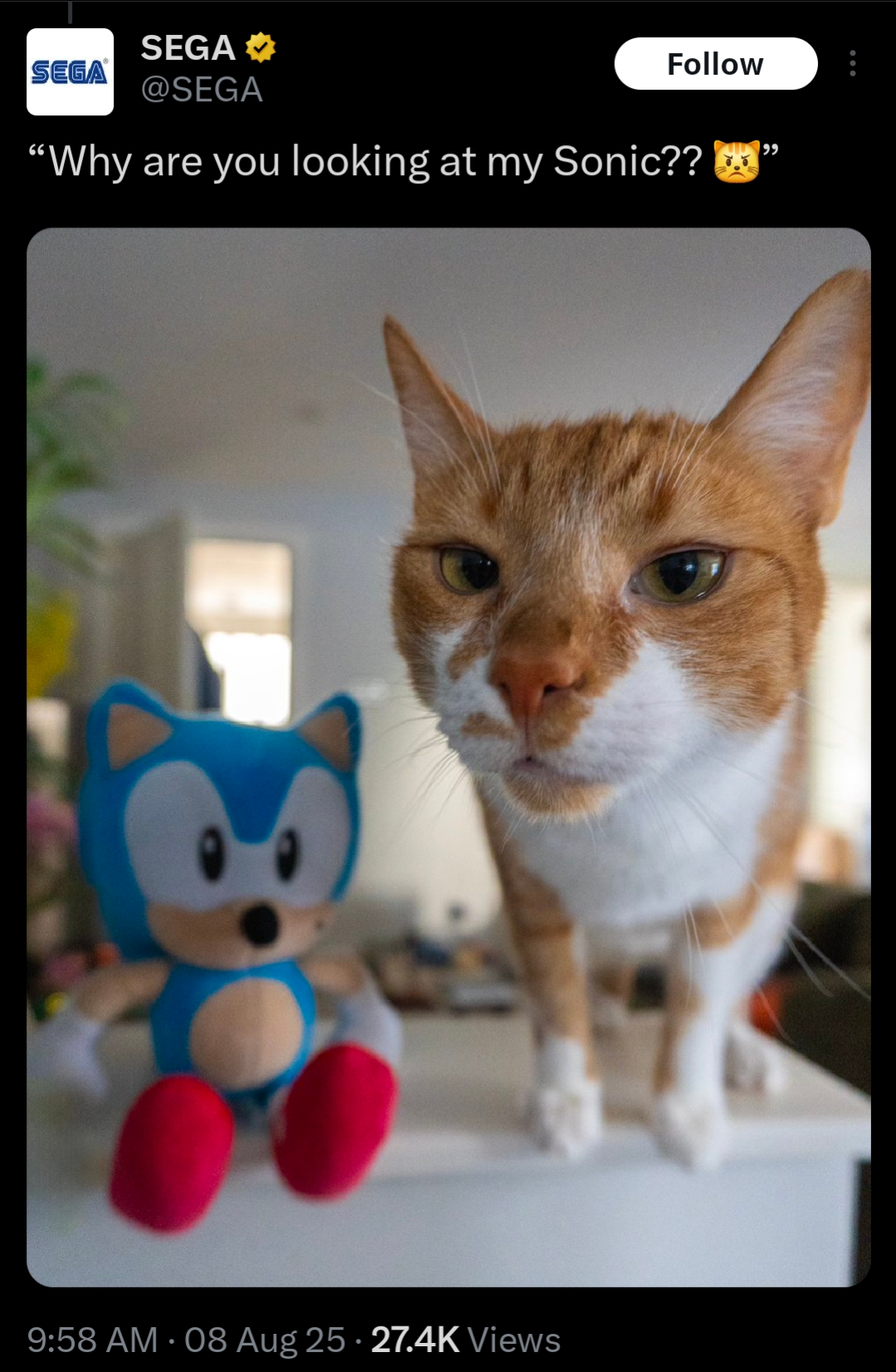 What It Means When a Cat Bring You Toy Moue: Surprising Insights