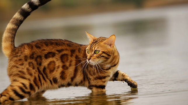 What Kind of Cat Breeds are Afraid of Water: Surprising Facts Revealed