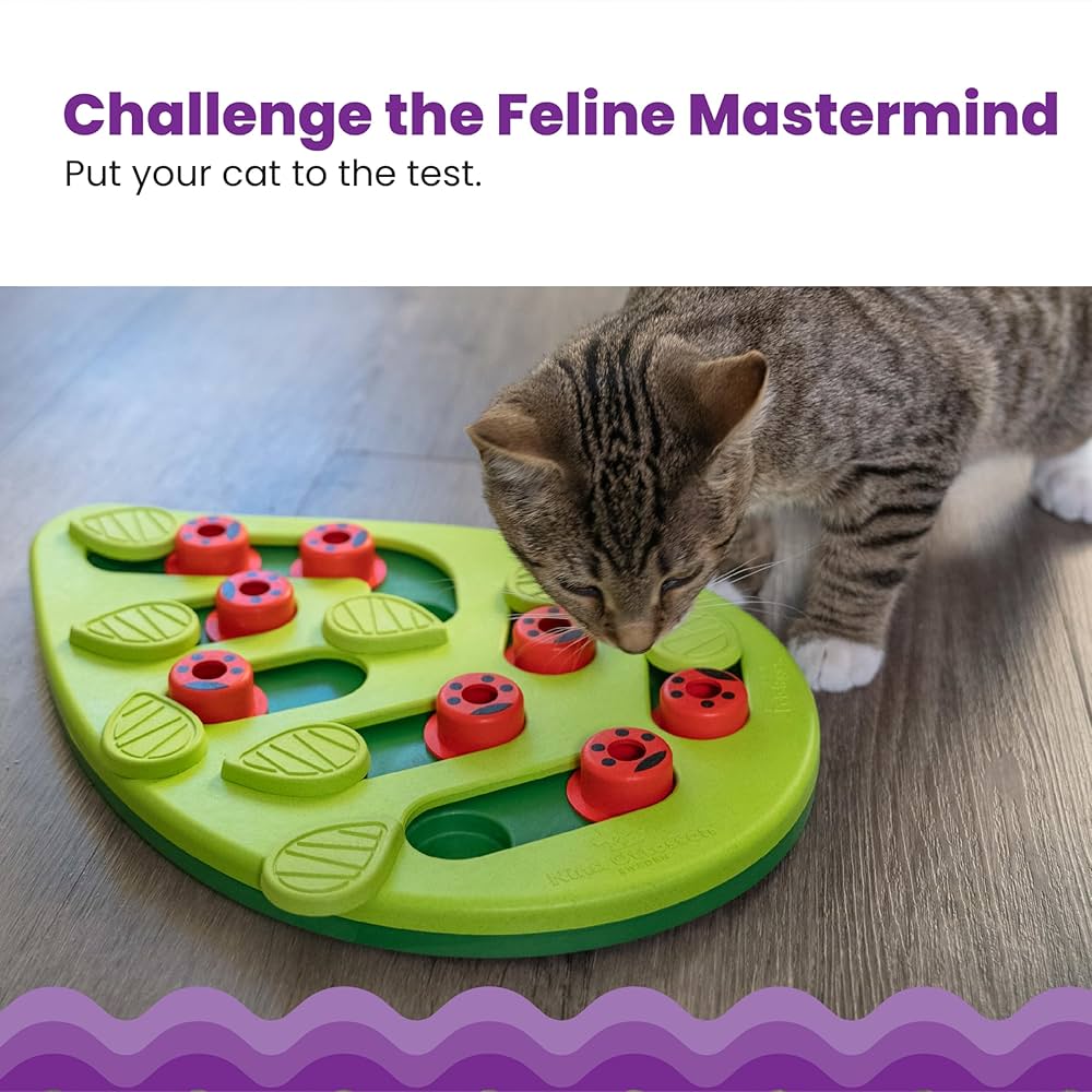 What Kind of Toy Will My Cat Like Quiz