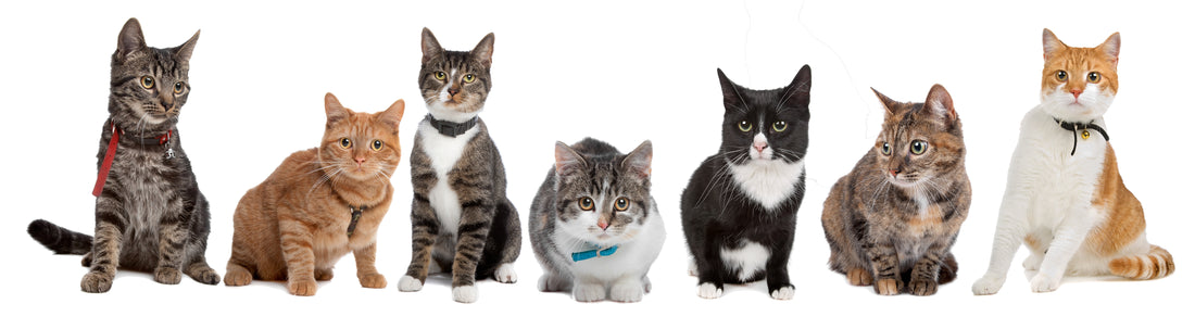 What Orginization Recognizes Cat Breeds: Feline Federation and International Standards