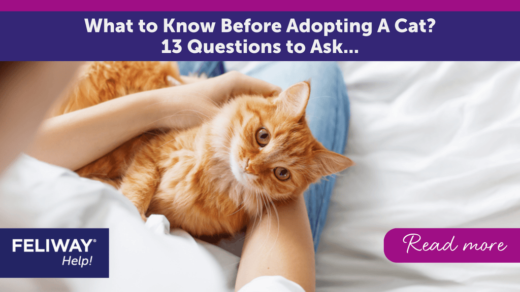 What Questions Should You Ask a Cat Breeder