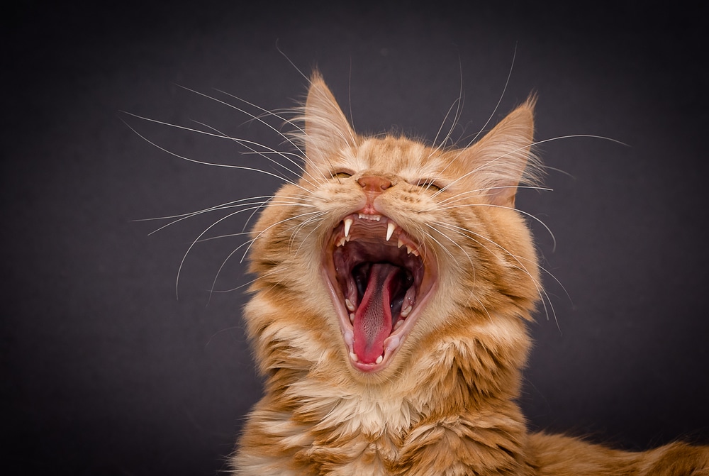 What Should Healthy Cat Teeth Look Like: Key Signs to Know