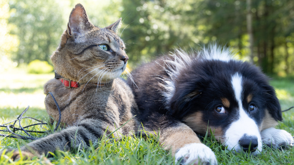 What Small Dog Breeds Get along Well With Cats: Top Friendly Picks