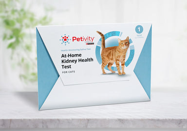 What to Do for Cat Kidney Health