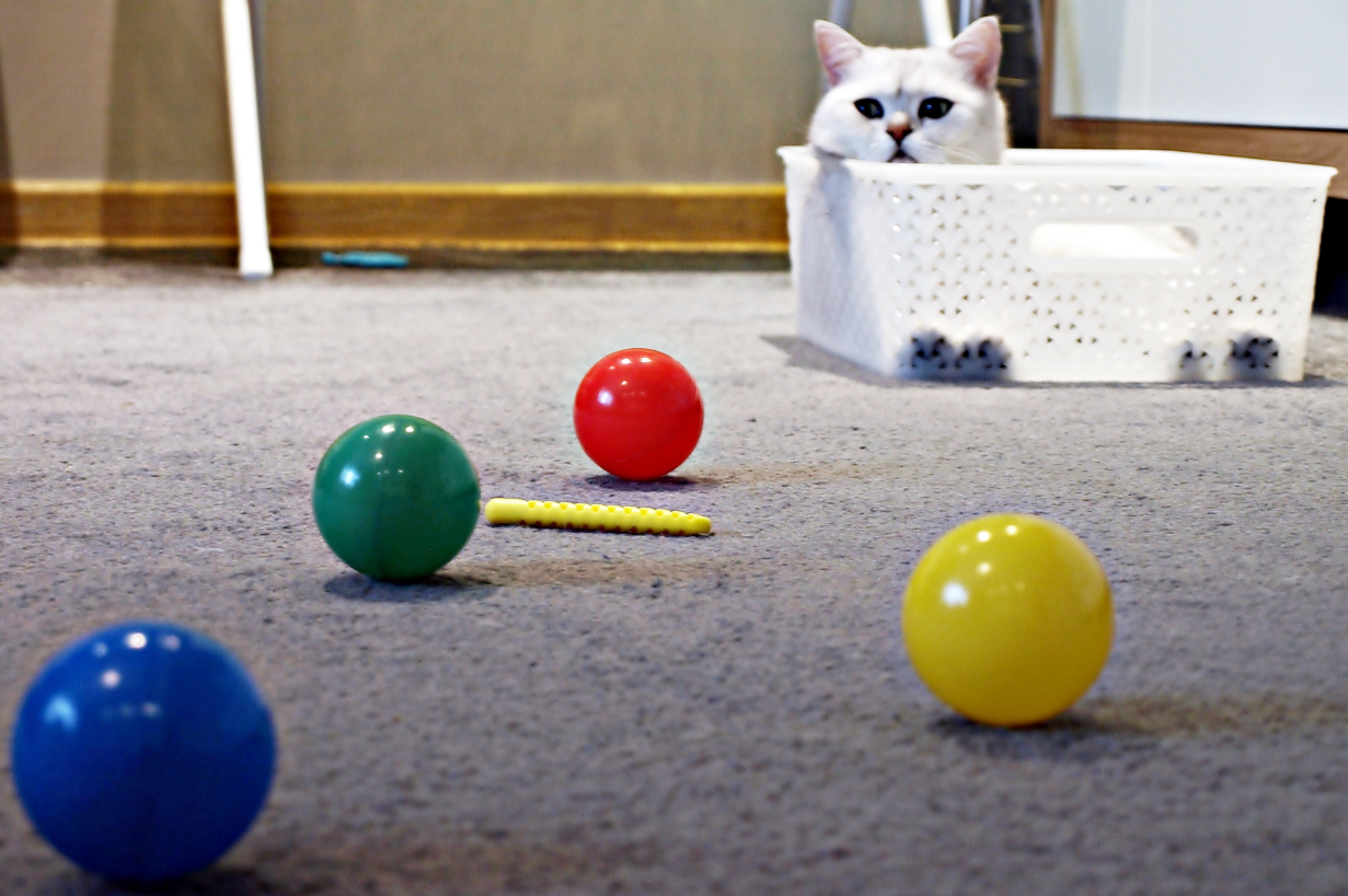 What to Do If My Cat Doesnt Like Toys