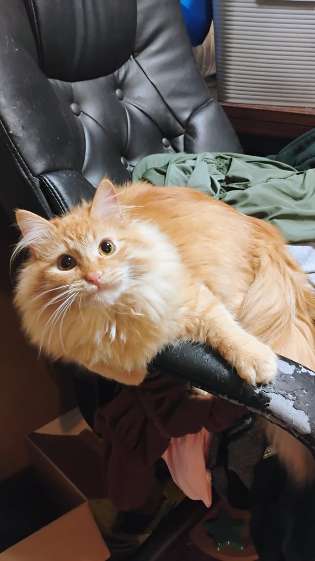 What to Groom Your Cat With Reddit