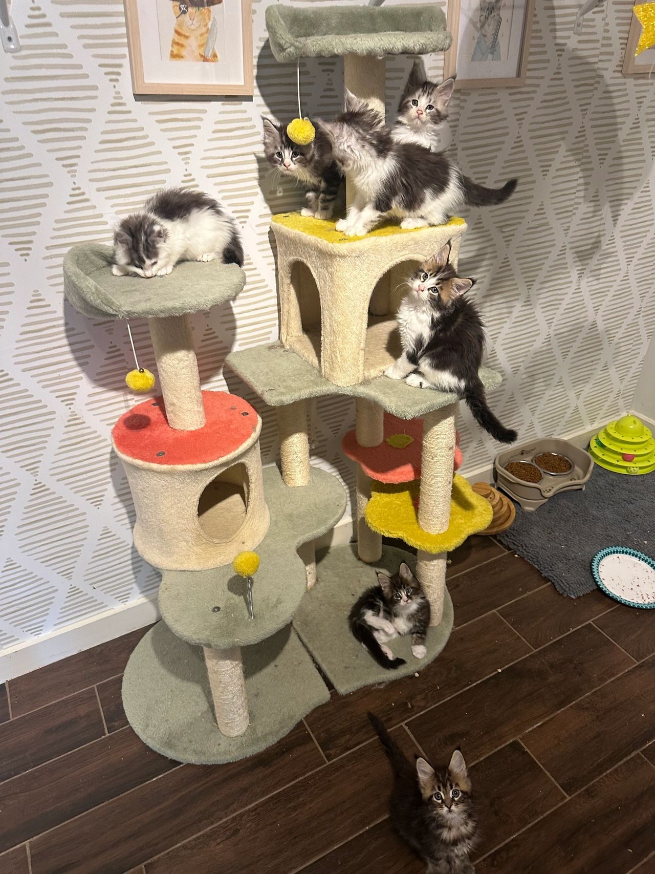 What Toys Do Maine Coon Cats Like