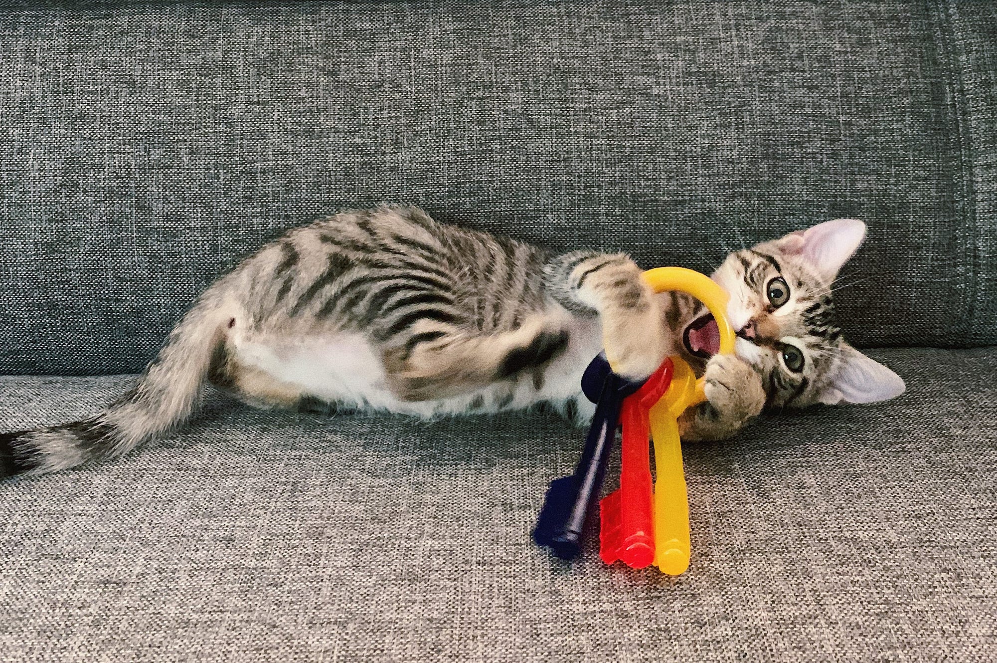 What Toys Do Tabby Cats Like