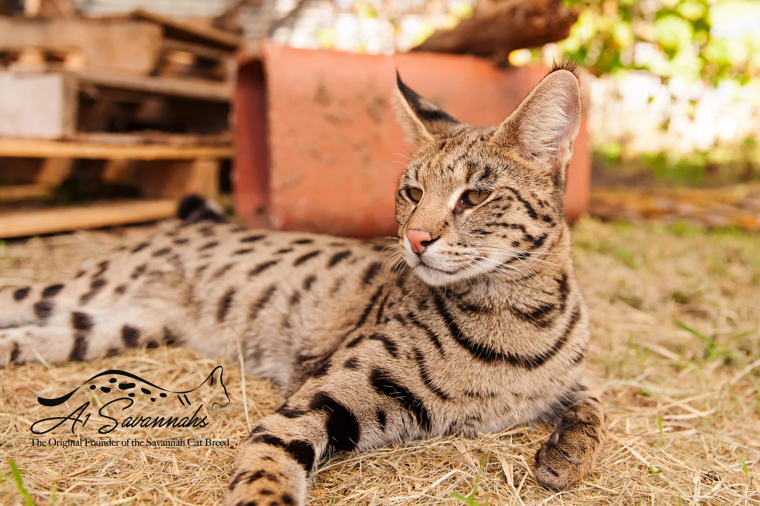 What Two Breeds Make a Savannah Cat