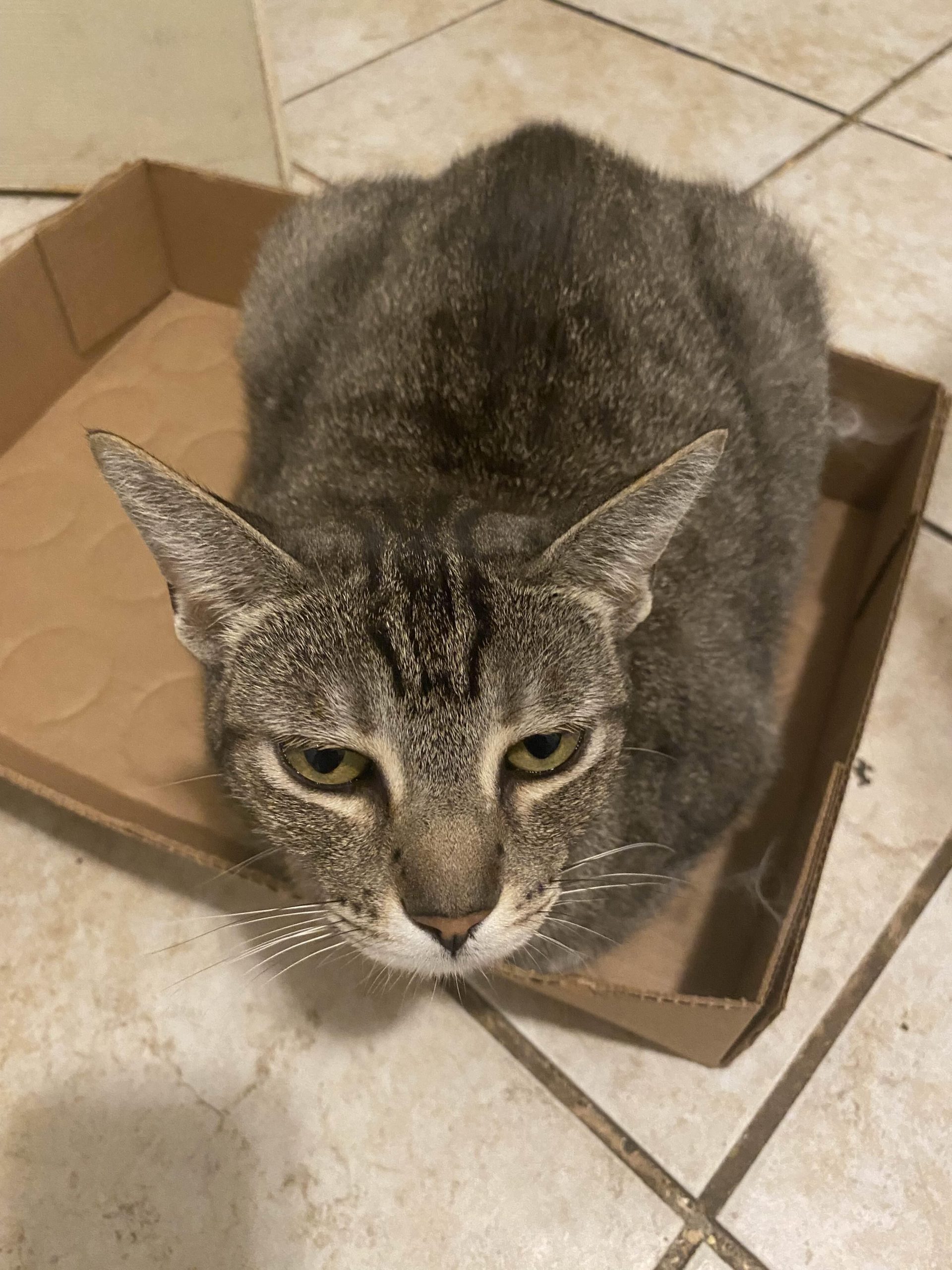What Would a Cat Breeded With a Dog: Myth or Possible Hybrid?
