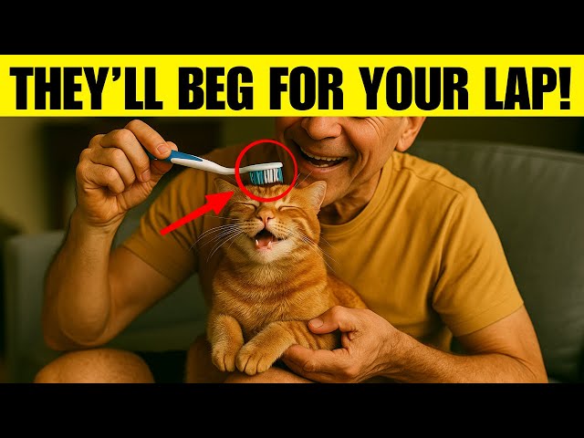 When a Cat Grooms on Your Lap