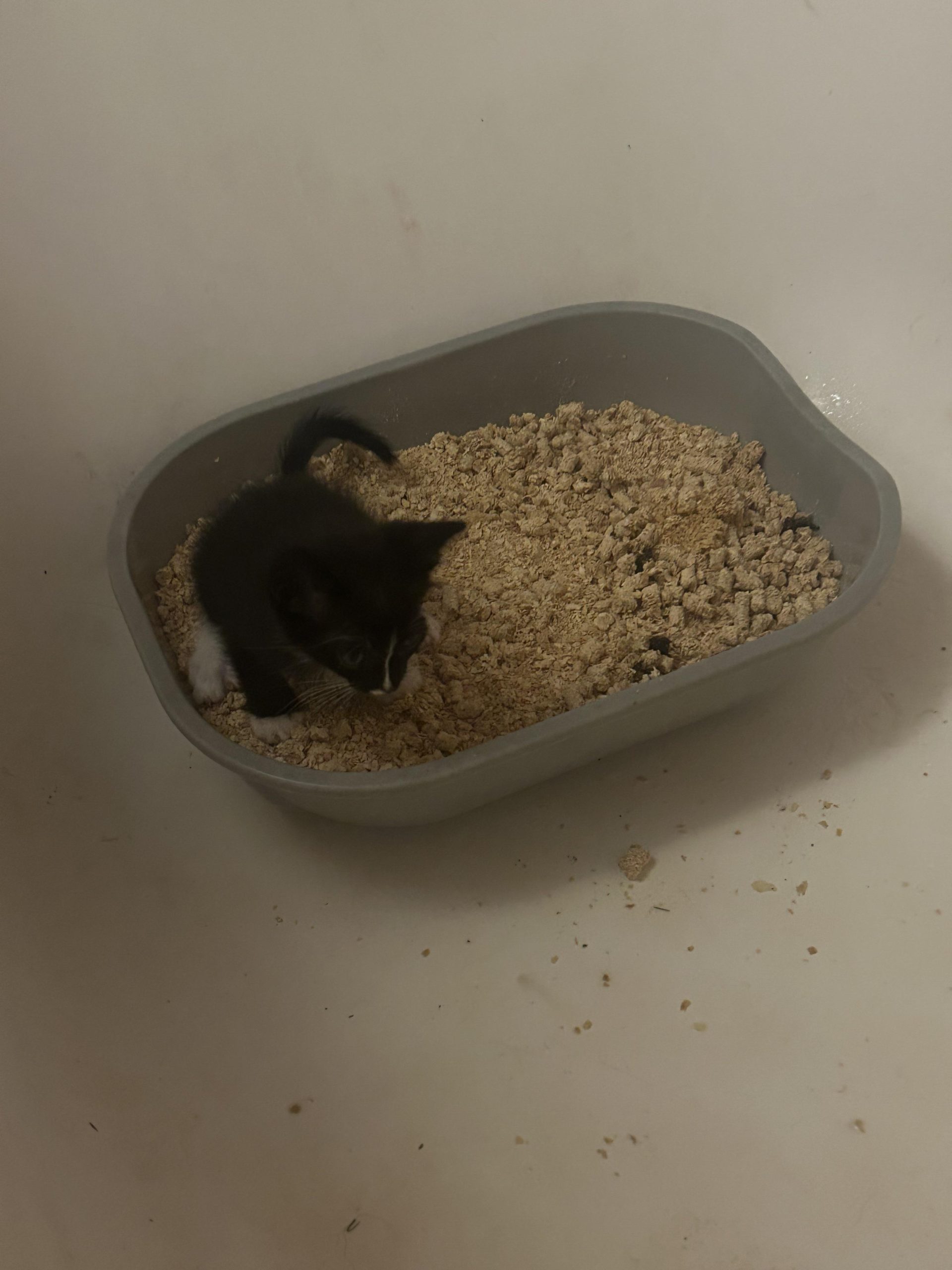 When are Cats Potty Trained: Essential Tips for Quick Success