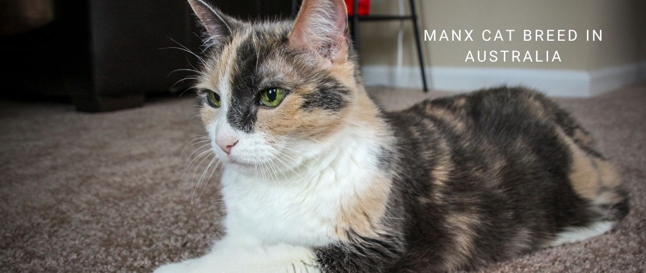 When Breeding Manx Cats Never Breed Rumpy to an Rumpy: Expert Tips