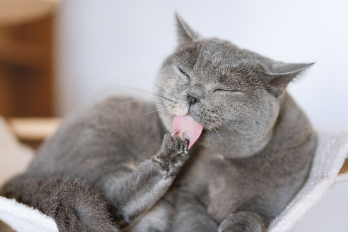 When Cats Groom Themselves in Front of You