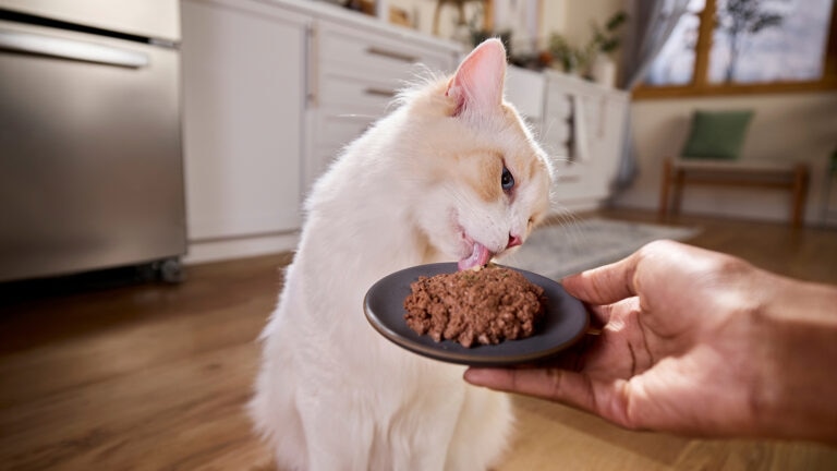 When Do Cats Start Eating Adult Cat Food: Expert Guide