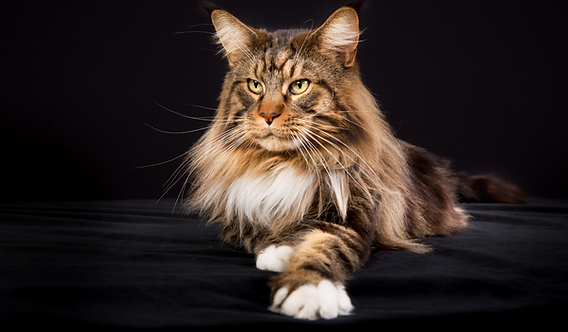 When Do Long Haired Cat Breeds Get Their Long Hair: Key Growth Stages Revealed