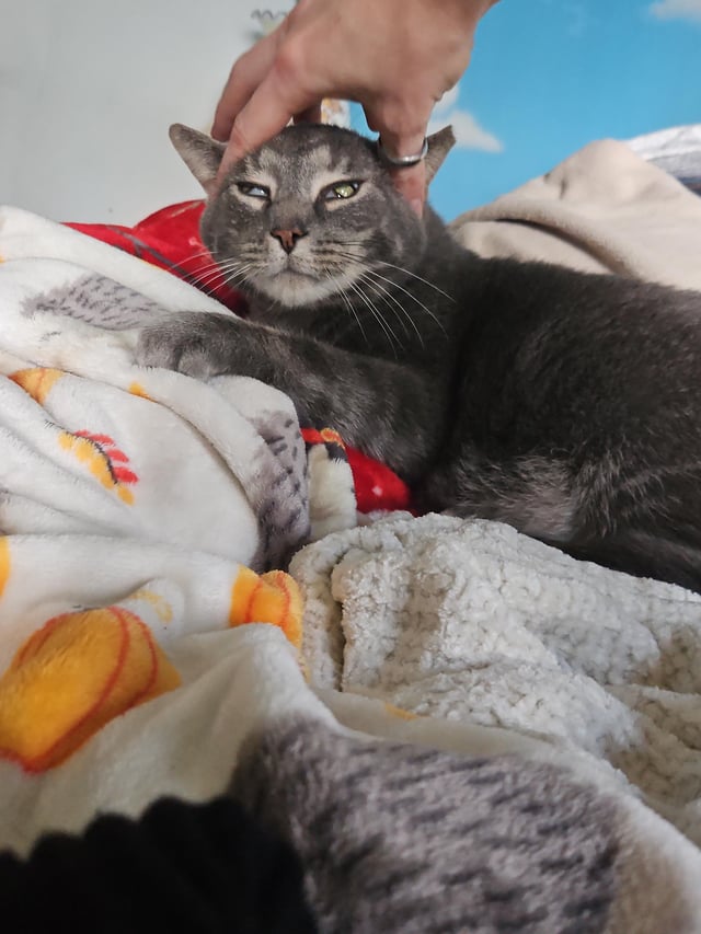 When Grooming Why Do Cats Bite Their Claws: Surprising Reasons Explained