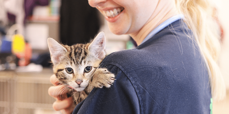 When is Cat Breeding Season Australia