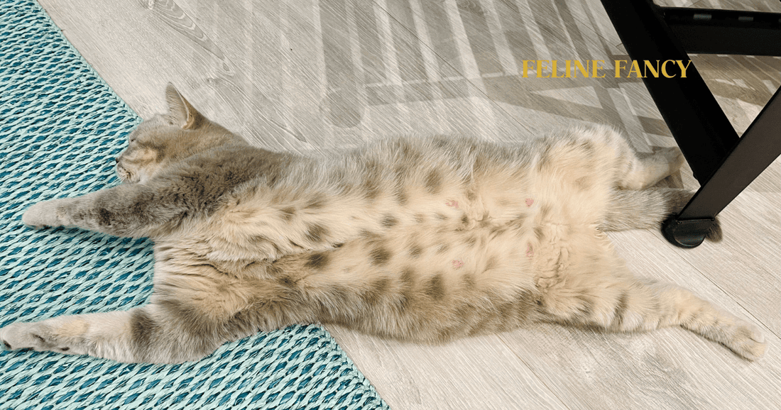 When is Cat Breeding Season Nz