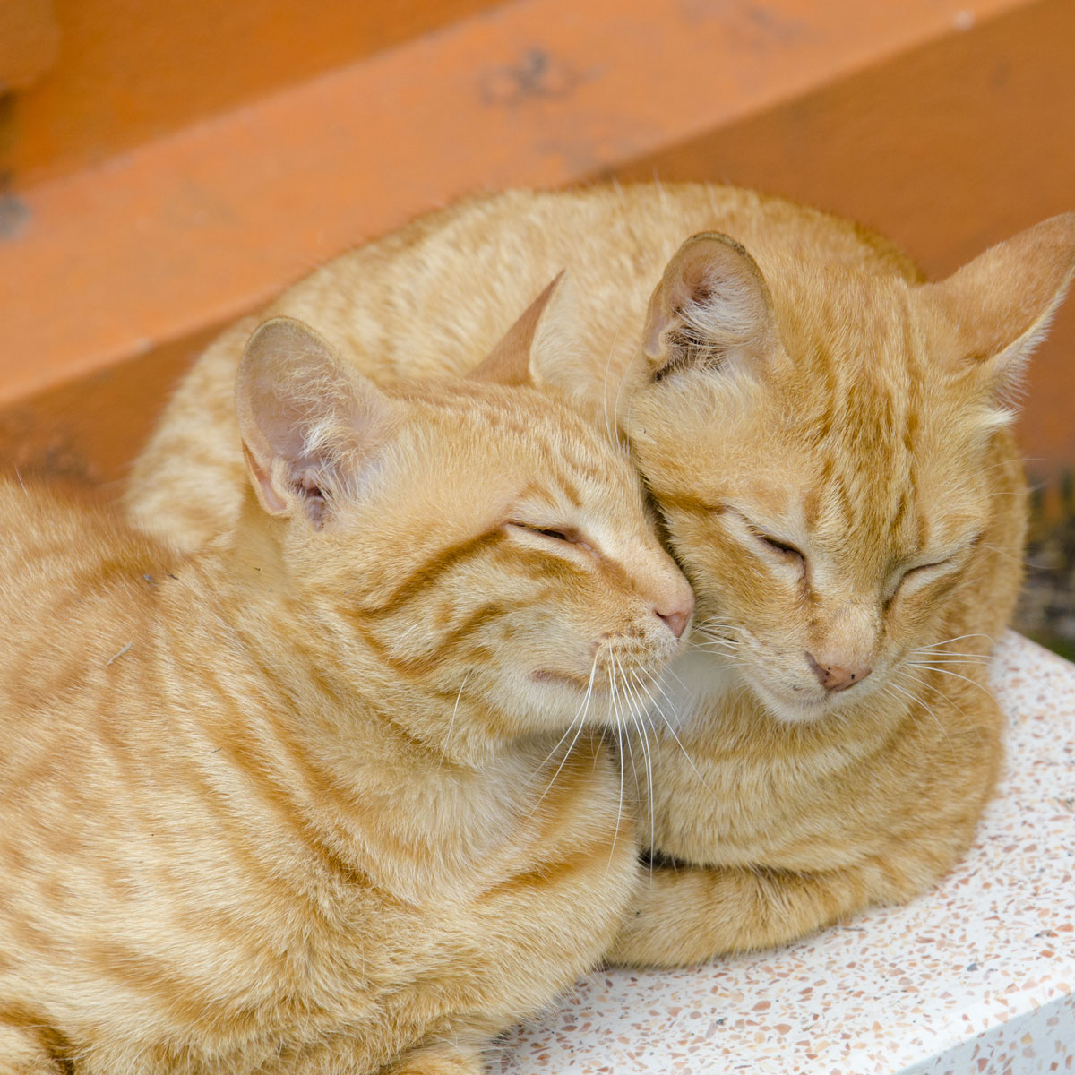 When One Cat Grooms Another: Understanding This Loving Behavior