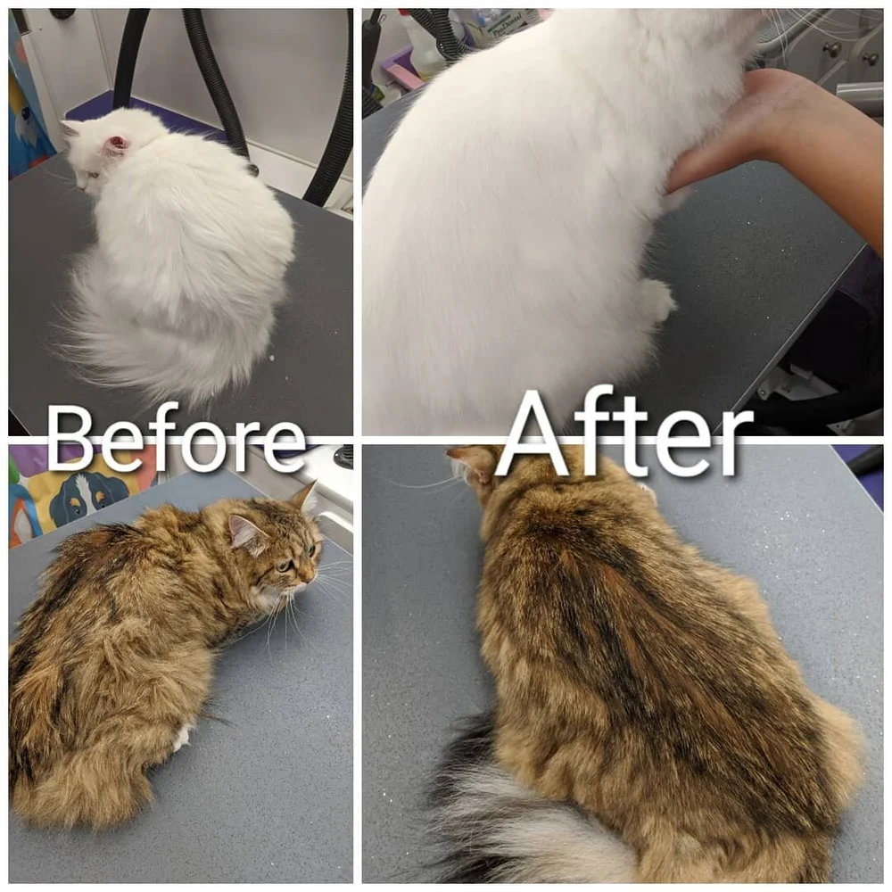 When to Cat Groomed: Essential Tips for Perfect Timing
