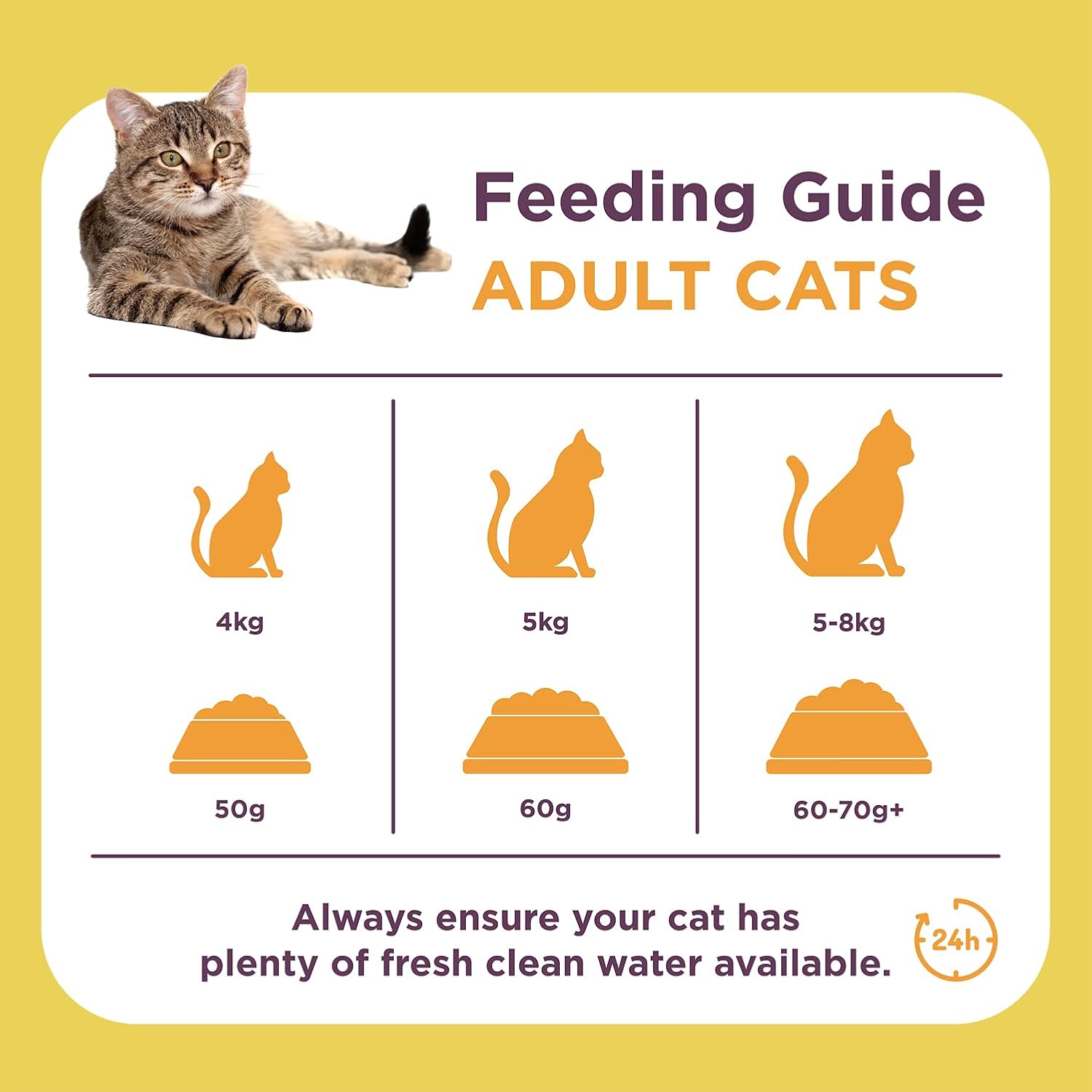 When to Feed Cats Adult Food: Essential Guide for Pet Owners
