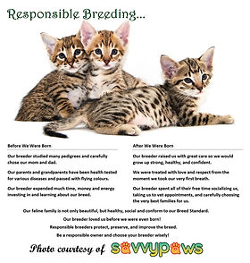 When to Get a Cat from Breeder