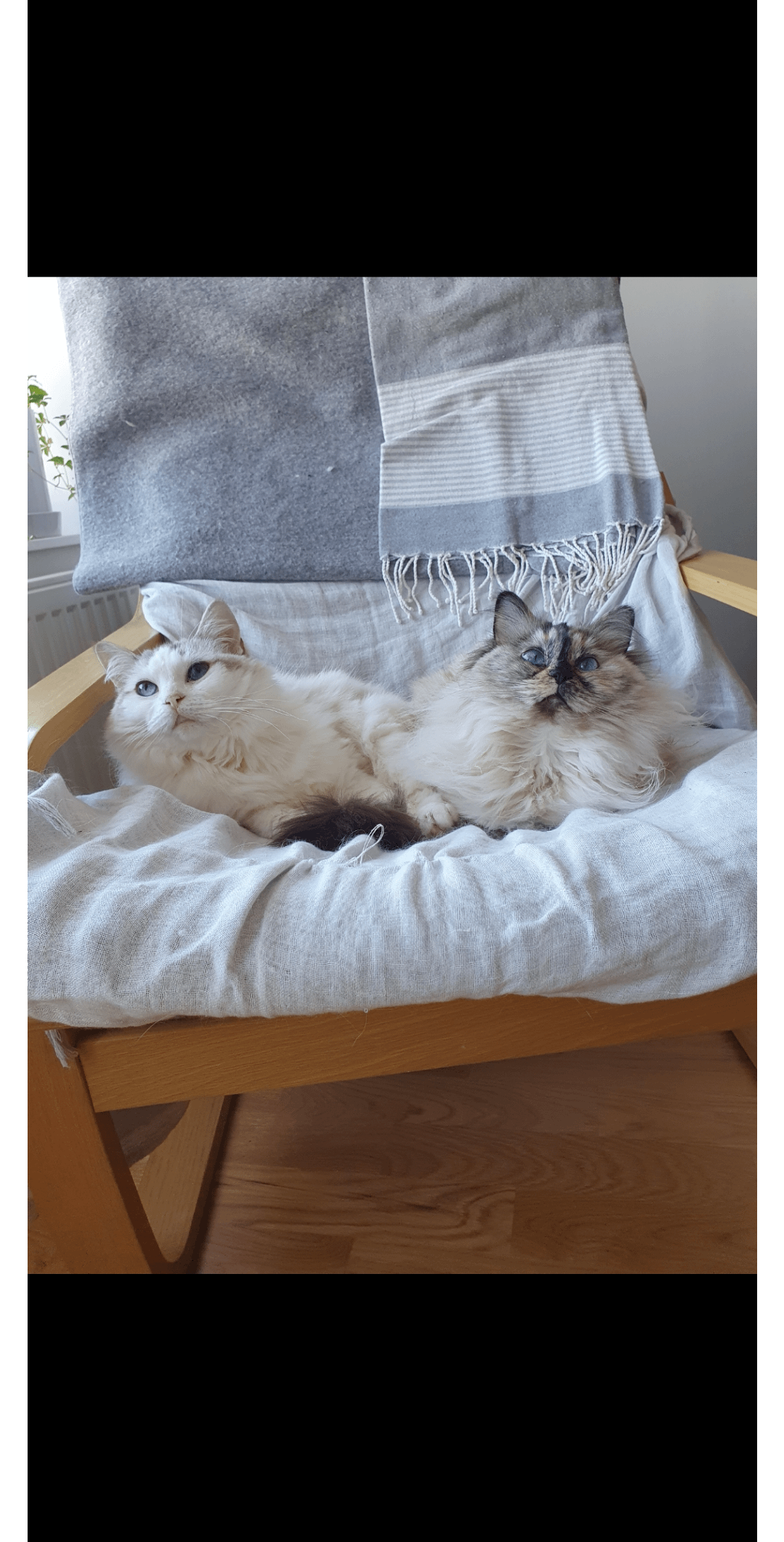 When to Retiring a Breeding Female Cat