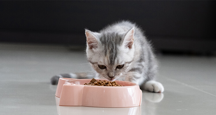 When to Start Feeding a Cat Adult Food: Essential Timing Tips