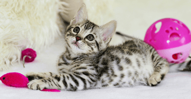 When to Switch to Adult Food for Bengal Cats: Essential Guide