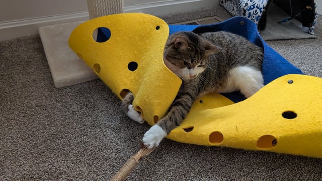 When Your Cat Cant Figure Out a Toy