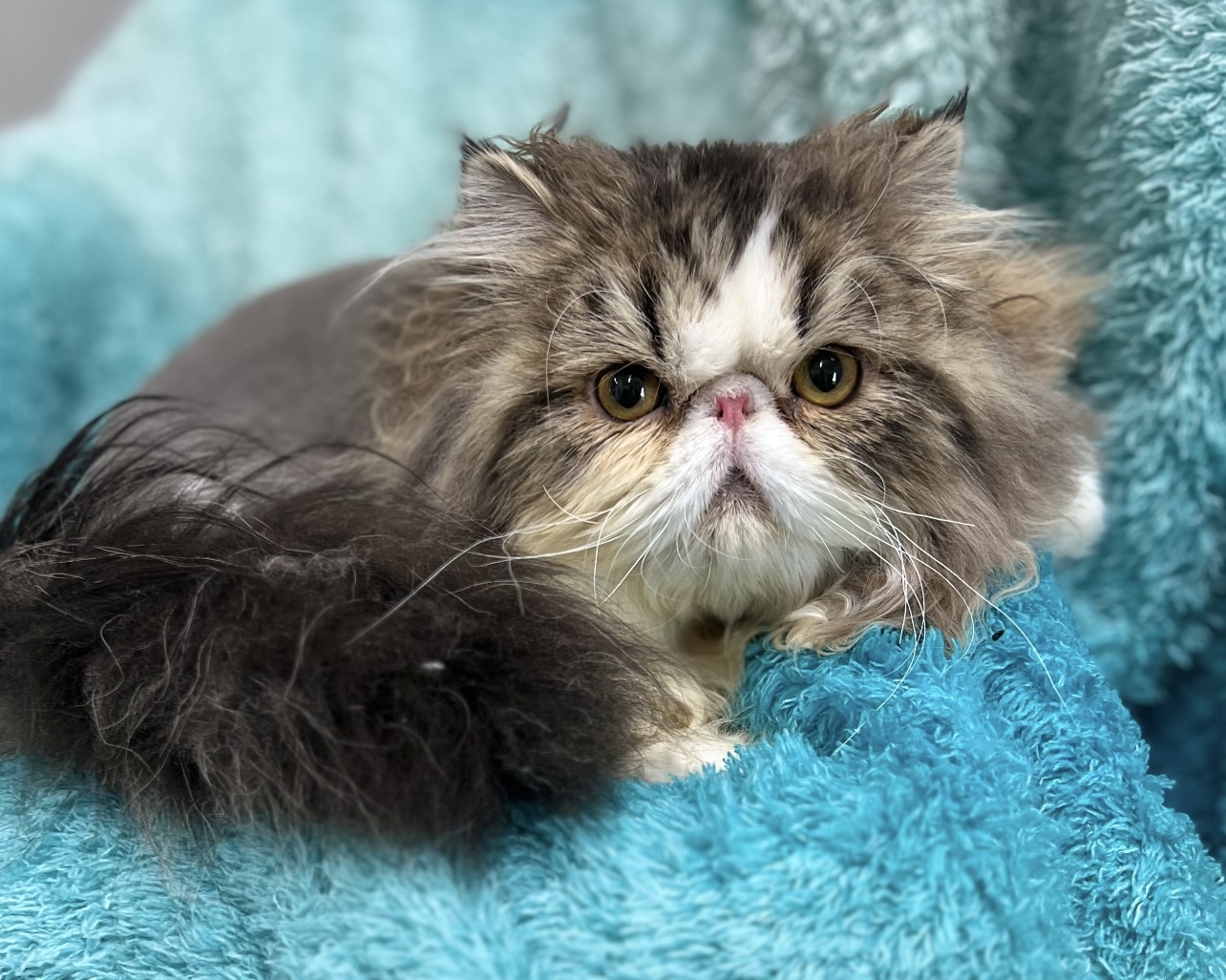 Where Get Persian Cat Groomed Bellingham Wa: Top Trusted Spots