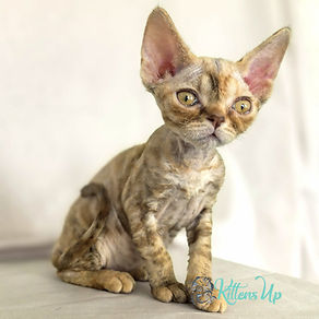 Where to Buy Breeded Cats