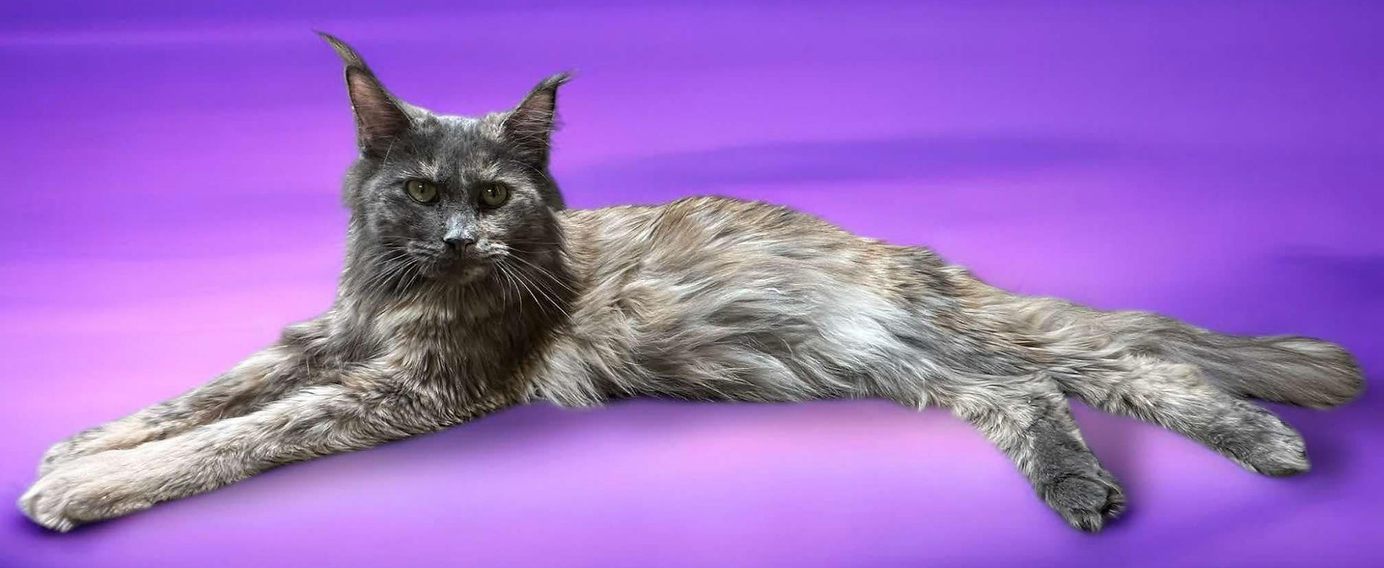 Where to Find Cat Breeder: Trusted Tips for Perfect Pets