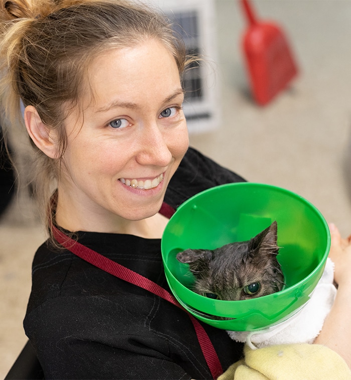 Where to Get Cat Groomer near Me: Top Trusted Local Services