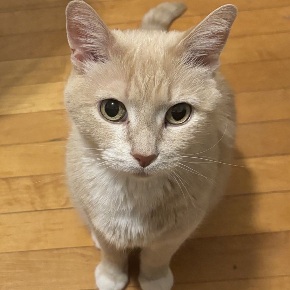 Where to Get My Cat Groomed Milwaukee: Top Trusted Spots Revealed