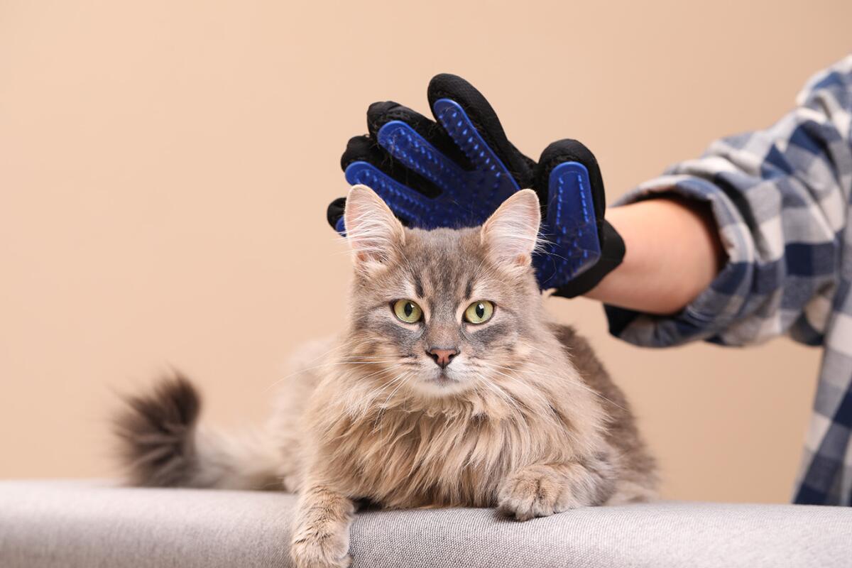 Where to Groom a Cat: Top Tips for a Stress-Free Experience