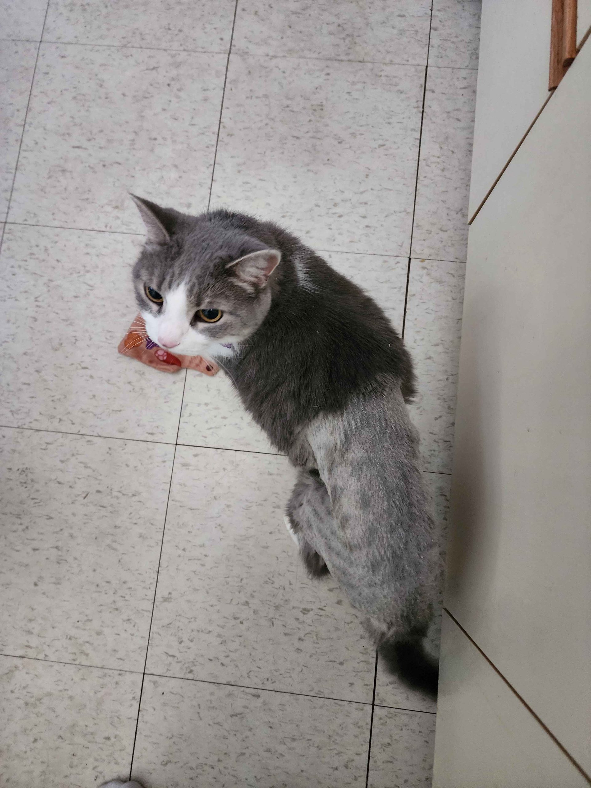 Where to Groom My Aggressive Cat: Expert Tips for Safe Care