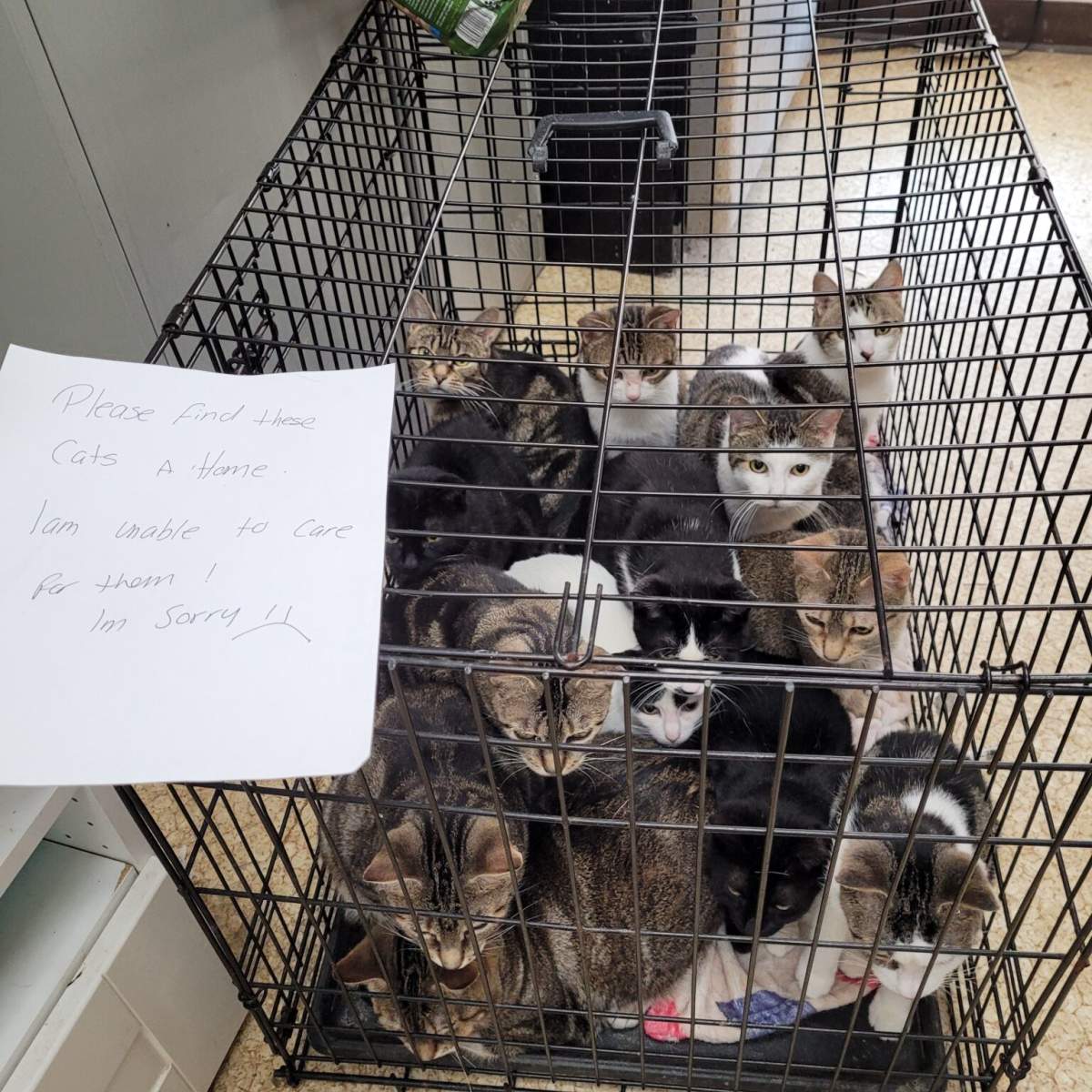 Where to Surrender Cats With Health Problems