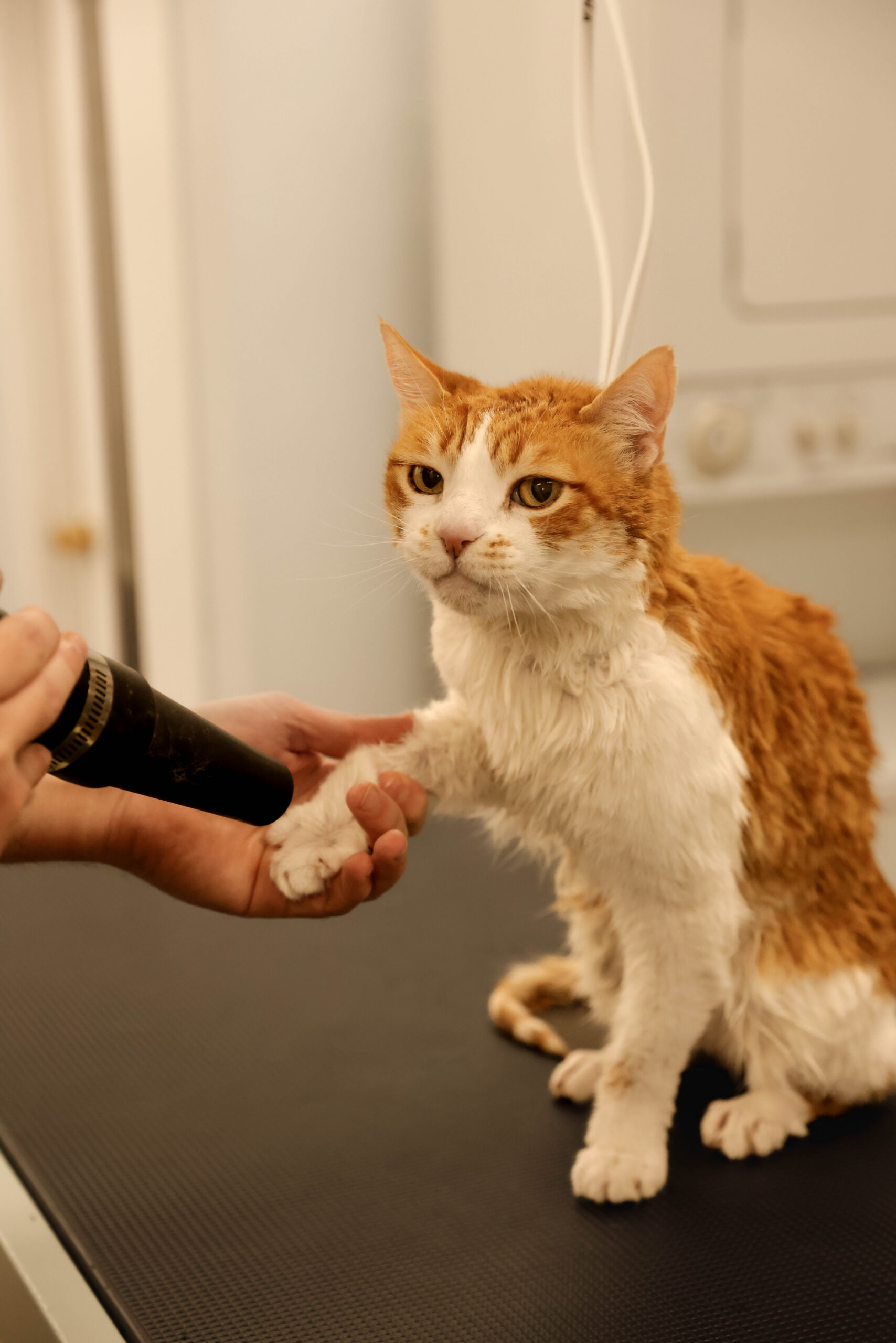 Where to Take a Cat to Get Groomed: Top Trusted Grooming Spots