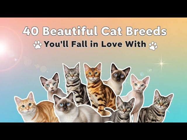 Which 40 Cats Breeds Will Be Featured at Westminster