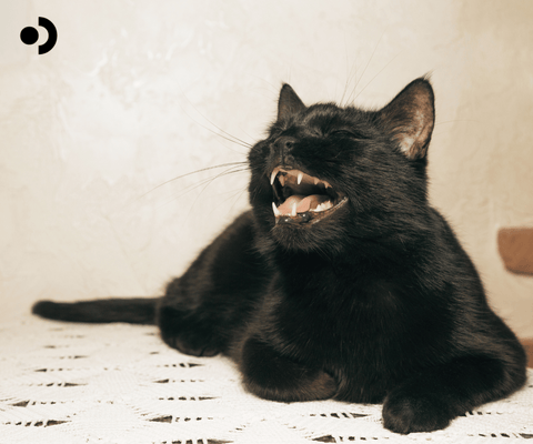 Which Breeds of Cats are Hypoallergenic Pacagen