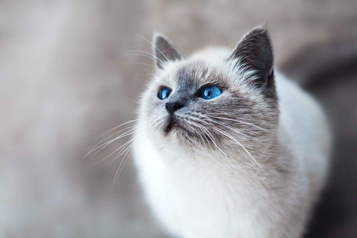 Which Breeds of Cats Have Blue Eyes