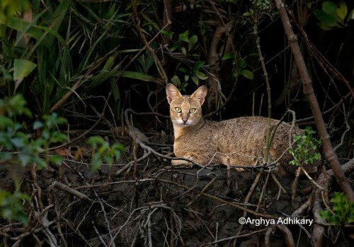 Which Breeds of Jungle Cats Have Rounded Ears