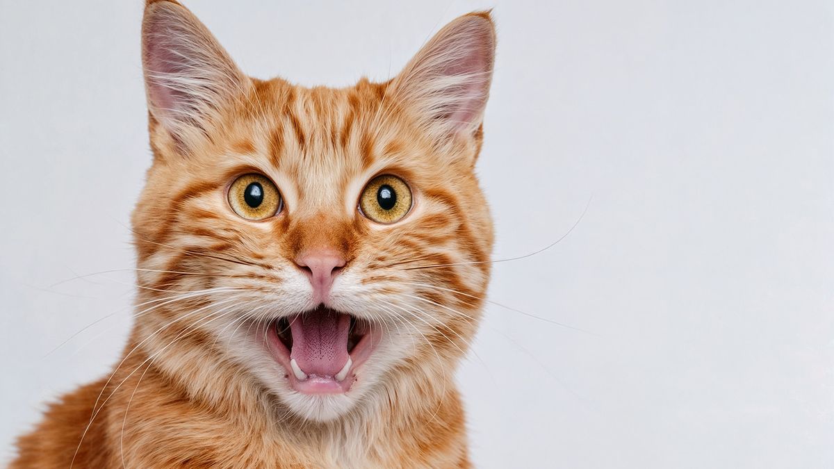 Which Breeds of Tabby Cat are Vocal And Playful
