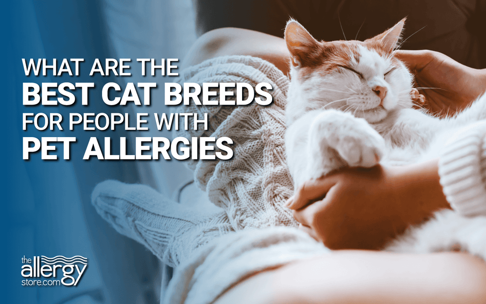 Which Cat Breeds are Best for Allergies