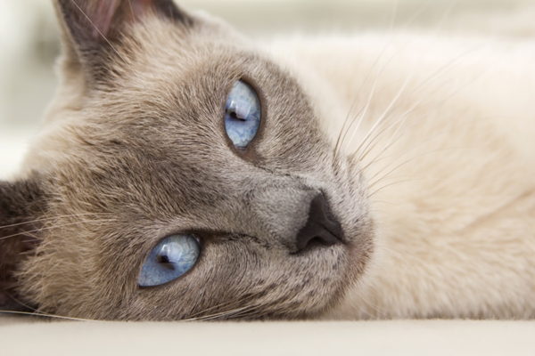 Which Cat Breeds are Indoor Cats: Top Cozy Companions Revealed