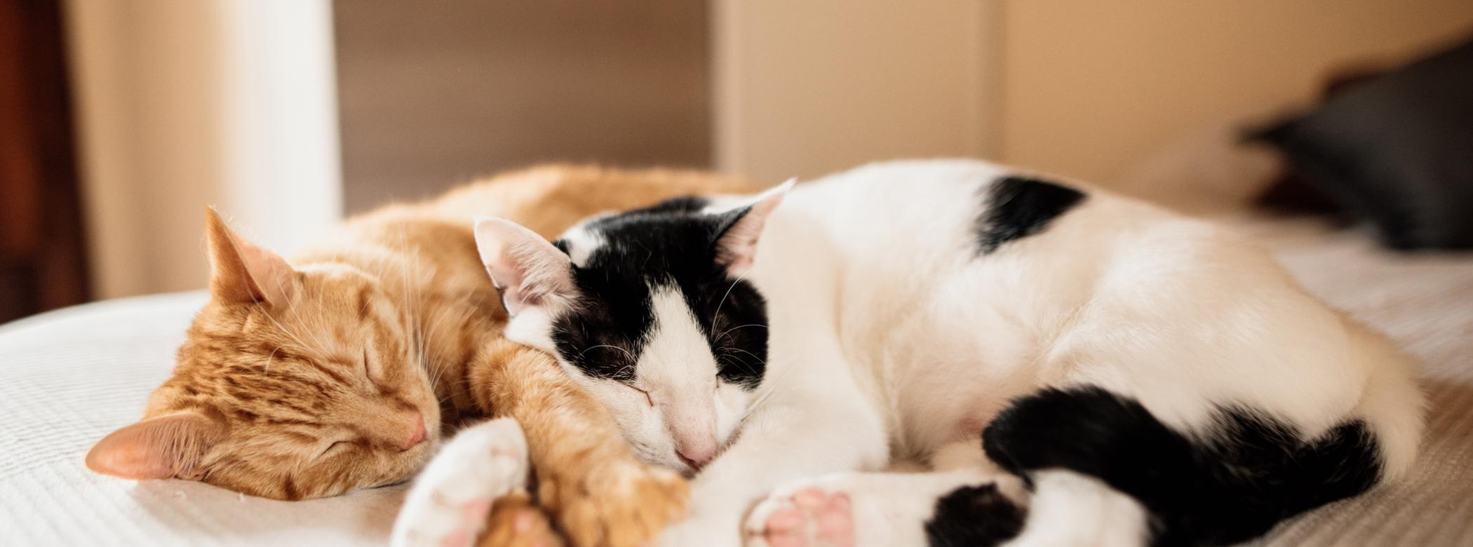 Which Cat Breeds are Most Docile