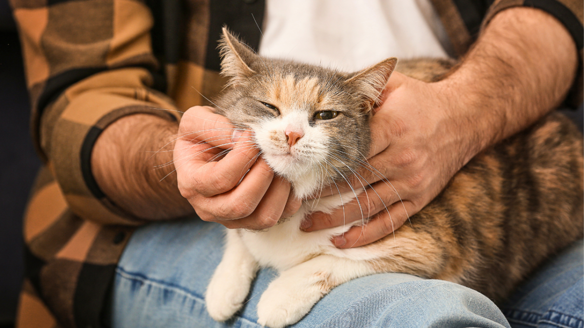 Which Cat Breeds are Ok Alone: Top Independent Feline Picks