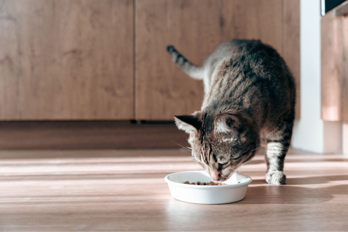 Which Cat Breeds are Prone to Have Diabetes